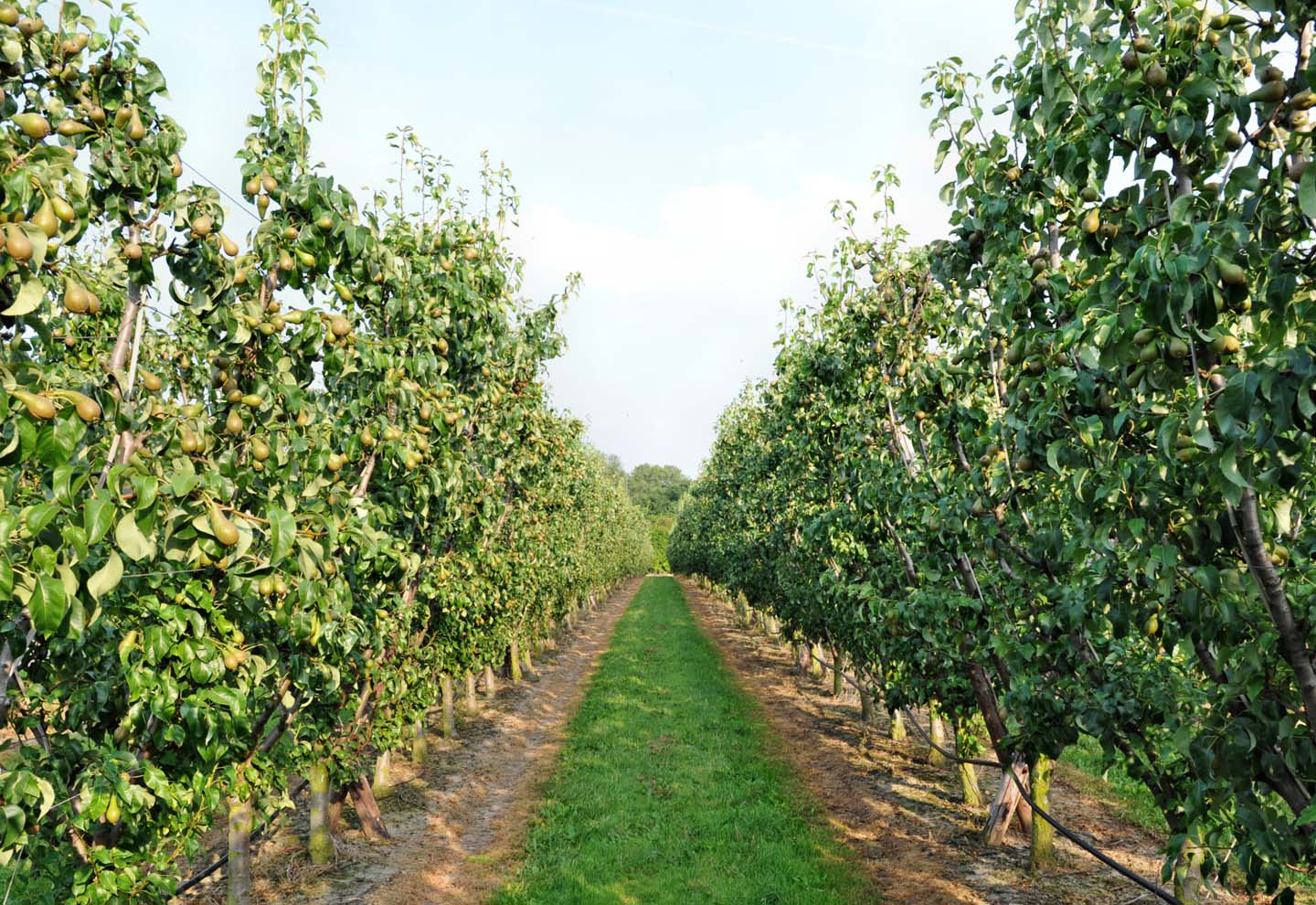 Obst Hombroicher Obstgarten