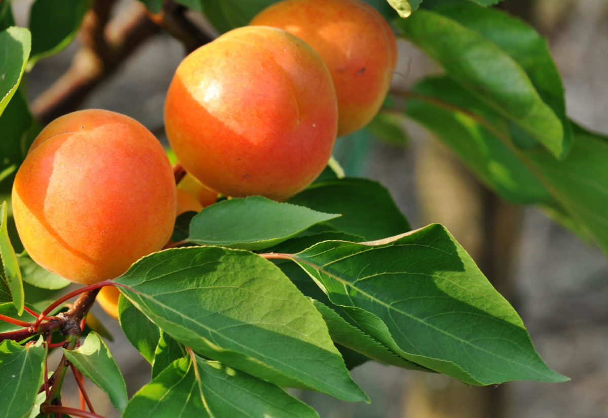 Obst Hombroicher Obstgarten